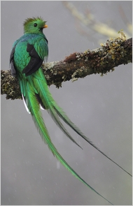 A resplendent quetzal. Greg Lavaty
