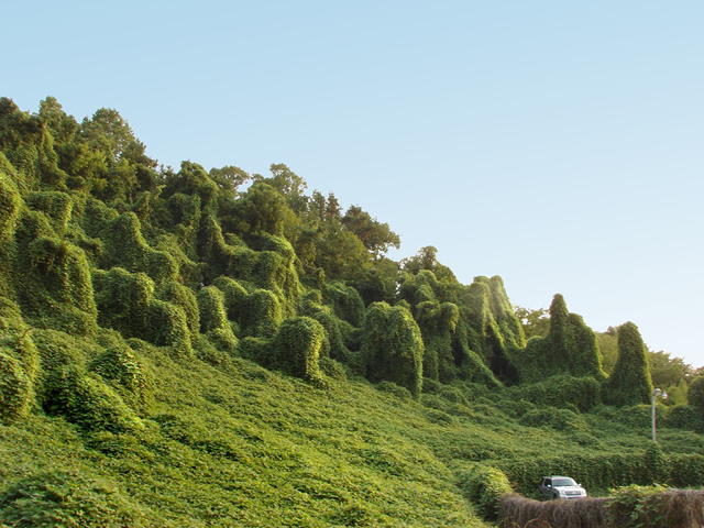 This is kudzu, it was introduced to the US to help prevent soil erosion, which it does very well, unfortunately it has no predators in the US. It is difficult to contain or remove and is slowly swallowing up the south eastern states. It is also difficult to capture the scope of it in a photo. 20 August 2007 by kitten wants / SoftCore Studios