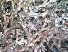 A 2001 expedition cataloged life along the deep-sea reefs in the Gulf Coast, including this pencil urchin and red brittle stars resting among live lophelia coral. NOAA
