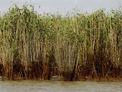 Oil is seen on river cane at the mouth of the Mississippi River south of Venice, La. Tuesday, May 18, 2010.  (AP Photo)