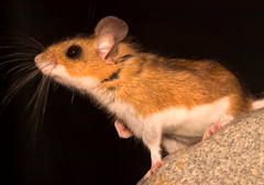 The deer mouse -- with its dark eyes, big ears, neat white belly, and bicolored furred tail -- is probably the most widely distributed North American mammal, occurring from coast to coast and from below sea level in Death Valey to above 4,000 meters on the nearby Sierra Nevada. Consequently these abundant mice have been extensively studied for adaptations to high altitude. Mark A. Chappell