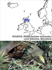 The Scottish crossbill, could face extinction.