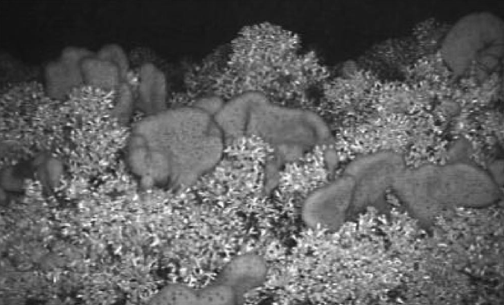 Untrawled L. pertusa interspersed with Mycale sponges standing erect to form a prominent reef at 200 m, Nordleksa, West Norway, May 1999. Lower edge of photograph ca. 2.5 m. 