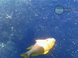 Fishermen film oil slick damage. Footage released by Greens Senator Rachel Siewert and shot by Indonesian fishermen allegedly shows damage from the Montara oil leak.