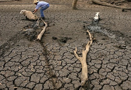 Rod Middleton rescues a sheep bogged in mud on his property near Lake Cargelligo. Photo: Wolter Peeters