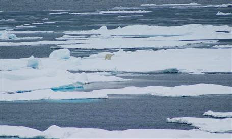 A polar bear makes its way on sea ice off the Beaufort Sea in September 2008. Jessica Robertson / USGS