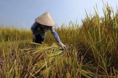 A farmer harvests rice near Hanoi. Vietnam, the world's second-biggest rice exporter, has said it needs help to safeguard the world's food supply from the consequences of global warming. (AFP / File / Hoang Dinh Nam)