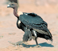 The Indian white-rumped vulture (Gyps bengalensis), a critically endangered species which has lost 99.9 percent of its population due to diclofenac poisoning