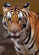 An Indo-Chinese tiger stands inside its cage at the Hanoi Zoo November 26, 2004. The world's tiger population has plummeted by 95 percent from the start of the 20th century to as few as 5,000 now and is further threatened by the lucrative trade in their skins, officials told a forum in Hanoi on Friday. REUTERS / Kham 
