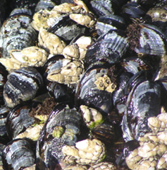 Two species of mussels between the Capes are commonly harvested, the bay mussel (Mytilus trossulus), sometimes called the foolish mussel, and the California mussel (Mytilus californianus). 