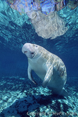 Florida Manatee, Trichechus manatus latirostris, Crystal River, Florida. SeaPics.com