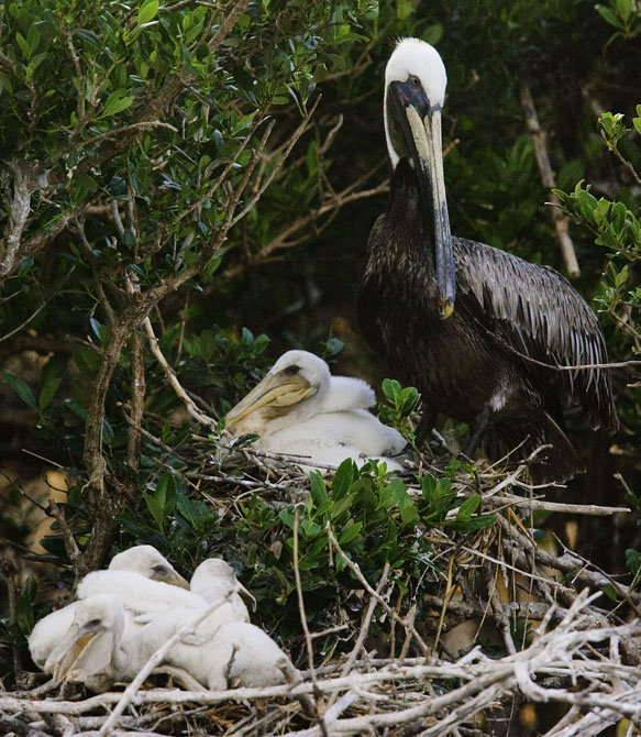 The Deepwater Horizon oil spill couldn't come at a worse time as many birds are nesting and rearing their young like this Brown Pelican on Cat's Island in Barataria Bay Sunday June 6, 2010. MATTHEW HINTON / THE TIMES-PICAYUNE