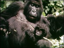 Mountain gorilla with a baby. Numbers of apes living today have fallen sharply in recent years. AP / BBC