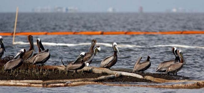 Pelicans wade on an oil soaked island near Grand Isle, Louisiana, Tuesday, 25 May 2010. The oil is from the BP Deepwater Horizon oil spill. JOHN MCCUSKER / THE TIMES-PICAYUNE