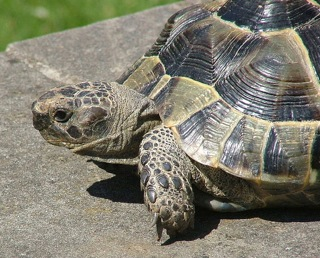 Endangered spur-thighed tortoise, target of theft. scientificamerican.com