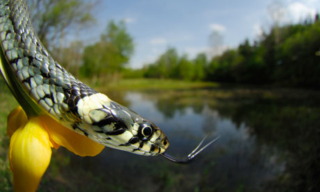 Scientists say the rate of decline in snakes is 'alarming'. The grass snake, Natrix natrix, is stable in the UK and France. Photograph: Solvin Zankl / Getty Images