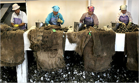 Workers shucking oysters at P&J Oyster Company in New Orleans, May 2010. John Moore / Getty Images 