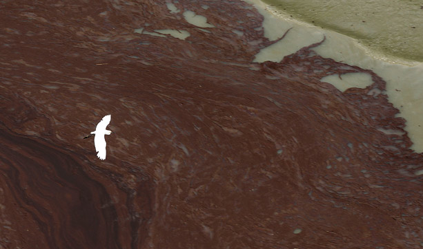 A bird flies above oil lapping the shore of East Grand Terre Island on the Louisiana coast. Picture: AP via telegraph.co.uk