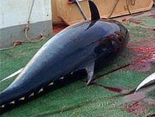 Landed bluefin tuna. Bluefin tuna numbers have plummeted since the 1970s. BBC