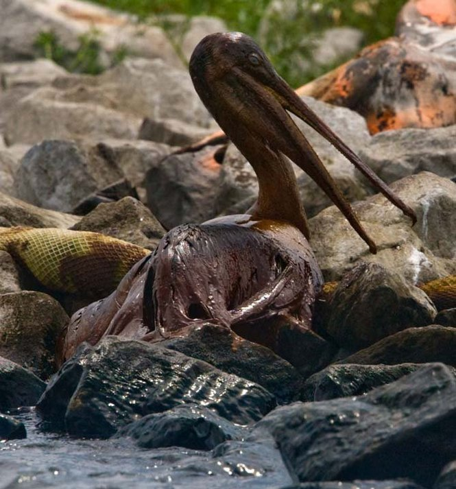A completely oil-saturated Brown Pelican, impacted by the Deepwater Horizon Oil Spill in the Gulf of Mexico, is almost indistinguishable from rocks on Bird Island / Queen Bess Island near Grand Isle Saturday June 5, 2010. The bird will probably not be rescued unless it goes outside the boomed area of the island because workers going to retrieve the pelican may scare off nesting pelicans that would leaving their eggs in nest that could be eaten by seagulls. MATTHEW HINTON / THE TIMES-PICAYUNE