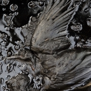 Bird killed by oil spill. imperial.ac.uk