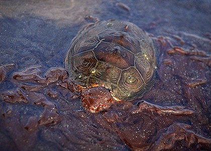 A turtle mired in oil struggles to swim free. Photo: Reuters