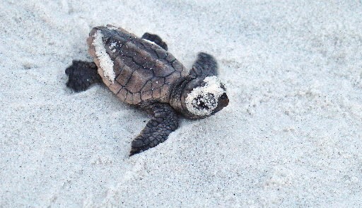 A sea turtle hatchling shortly after emerging from its nest. Federal wildlife officials are moving ahead with a plan to move up to 50,000 eggs off oil-ravaged beaches to the eastern coast of Florida, a plan officials acknowledge has risks. File / U.S. Fish and Wildlife Service