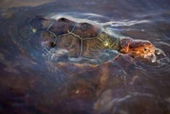 A sea turtle covered in oil from the Deepwater Horizon oil spill swims off Grand Terre Island, Louisiana in this June 8, 2010 file photo. U.S. wildlife experts are preparing to collect tens of thousands of endangered sea turtle eggs and move them hundreds of miles away in an unprecedented bid to protect them from the BP Plc oil spill in the Gulf of Mexico. REUTERS / Lee Celano / Files