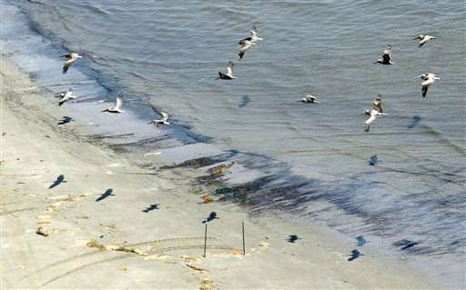 A flock of pelicans fly over black crude oil in Caminada Pass at Elmer's Island on the Louisiana coast in this July 9, 2010 file photo. The oil is from the Deepwater Horizon oil spill about 50 miles away in the Gulf of Mexico. Biologists say oil has smeared at least 300-400 pelicans and hundreds of terns in the largest seabird nesting area along the Louisiana coast _ marking a sharp and sudden escalation in wildlife harmed by BP's Gulf of Mexico oil spill. Chuck Cook / Associated Press