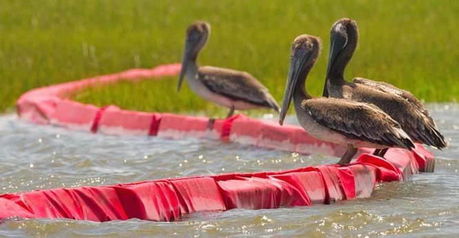 Pelicans sit on oil boom for the Deepwater Horizon Oil Spill near Point Lydia in the Southeast corner of the Biloxi Marsh on the coast of St. Bernard Parish Saturday July 3, 2010. MATTHEW HINTON / THE TIMES-PICAYUNE