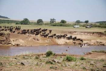 Wildebeest ford the Mara River. Photo courtesy of WildlifeDirect. 