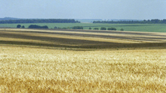 Russia grain crop. Photo courtesy RIA Novosti