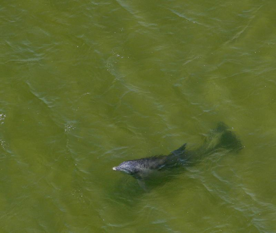 A dolphin surfaces in the Gulf of Mexico near East Ship Island off Mississippi July 14, 2010. BP continued its attempts to stem the flow of oil from its rig, which exploded and sank in the Gulf of Mexico in April. UPI / A.J. Sisco