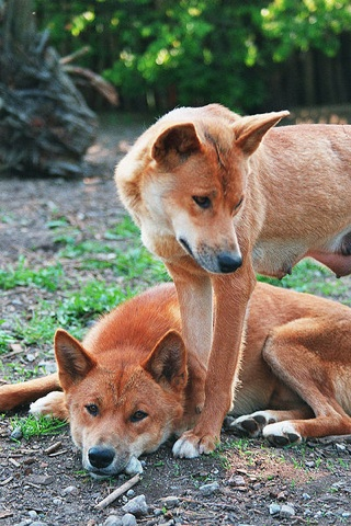 Australian dingo (Canis lupus dingo). via scientificamerican.com