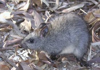 One of the studies declining species: the black-footed tree-rat (Mesembriomys gouldii). Photo by: Alaric Fisher