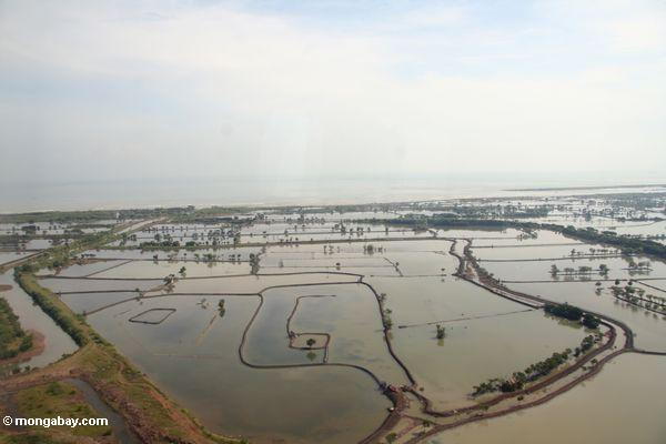 Mangroves in Indonesia cleared for aquaculture and farming. Photo by: Rhett A. Butler