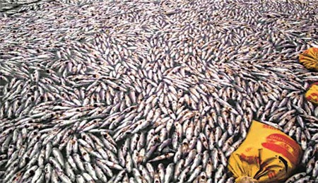 Water contaminated by toxic waste from a copper mine killed at least 1,890 tons of fish in Shanghang county of Fujian province. Provided to China Daily
