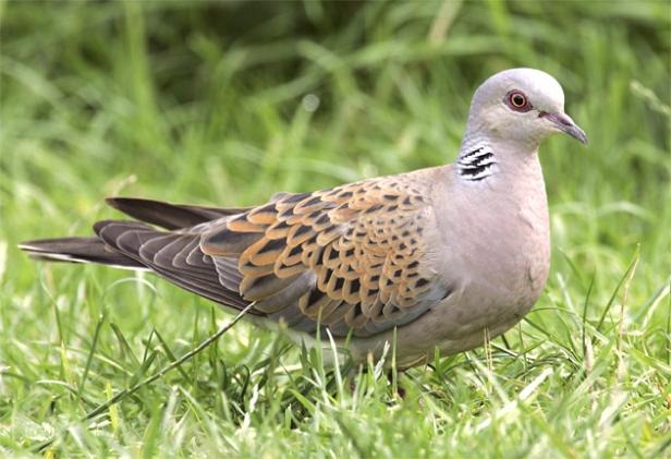 Turtle dove. The number of turtle doves in Britain has fallen by 88 per cent since 1970. RSPB