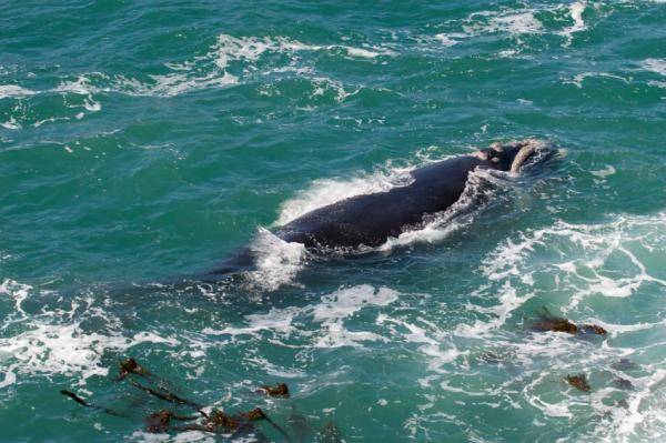 Southern Right whale off the coast of Hermanus; South Africa. Phytoplankton forms the basis of the marine food chain and sustains diverse assemblages of species ranging from tiny zooplankton to large marine mammals, seabirds, fish and certain whales. iStockphoto