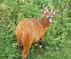 The elusive mountain bongo is the largest mountain antelope and weighs up to 300 kilogrammes (660 pounds). The entire global wild population of 103 exists only in Kenya and is on the verge of extinction. via terradaily.com