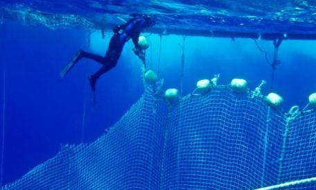 A Sea Shepherd diver cuts a Maltese-owned tuna pen, that freed some 800 tuna claimed to be valued at €1 million for the Japanese market. SSCS