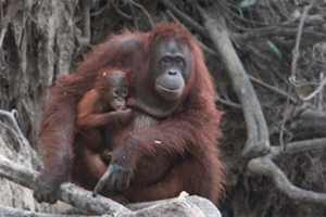 Orangutan populations are collapsing in pristine forest areas in Borneo. Kalimantan, 2009. mongabay.com
