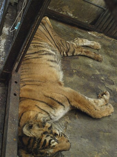 A Sumatran tiger lies dead in its cage at Surabaya Zoo in Surabaya, East Java, Indonesia, Saturday, Aug. 14, 2010. The animals at Indonesia's largest zoo -- many of them critically endangered -- all could be dead within five years unless strong action is taken to change the culture of neglect and corruption that permeates the facility, a zoo official said Saturday. AP