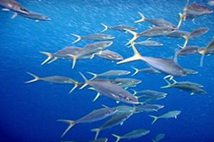 Purse seine fishing is an industrial method that plunders the Pacific of tuna. 3news.co.nz