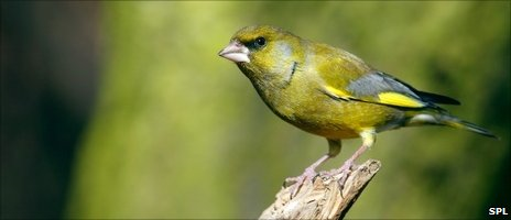 The Trichomonas gallinae parasite has caused a decline in the breeding population of British greenfinches. SPL