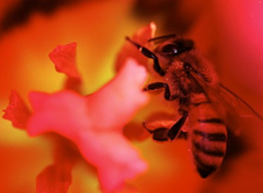 So much relies on one busy insect ... a honey bee inside a flowering tulip at the Sydney Royal Botanic Gardens. The bee-killing varroa mite would wreak havoc if it reached Australia. Nick Moir
