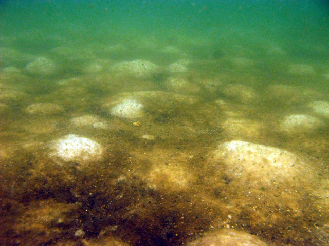 Brown material, seen here on the seabed near Ft. Morgan, Ala., during the first week in August 2010, is not oil, scientists have determined. Press-Register / Ben Raines