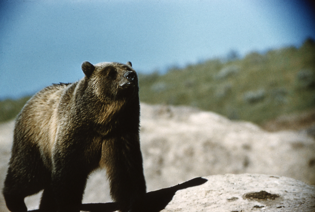 Grizzly Bear in Yellowstone National Park. experienceyellowstone.com