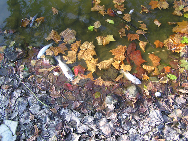 Toxic coal mine discharges are blamed for the fish kill that devastated Dunkard Creek in North-Central West Virginia, September 2009. wvgazette.com