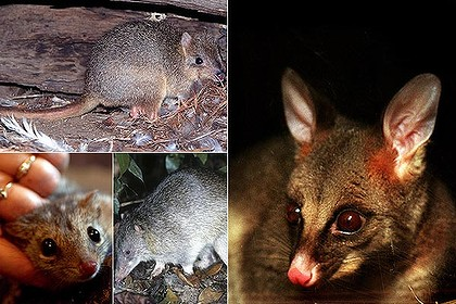 Into oblivion ... some of the disappearing native Australia mammals: (clockwise from above) burrowing bettong, a possum, northern brown bandicoot and northern quoll. smh.com.au
